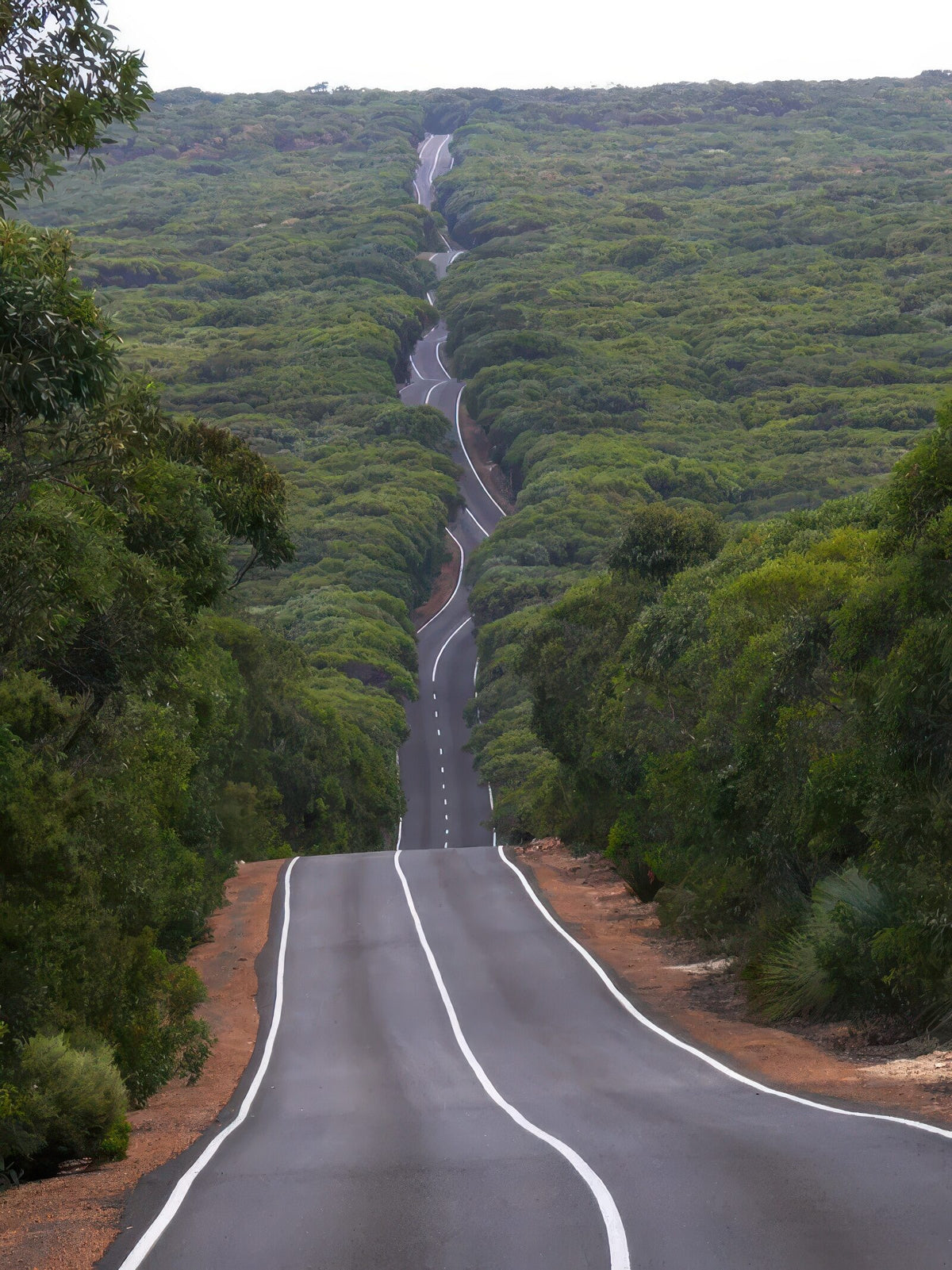 A road winding through thick bushland
